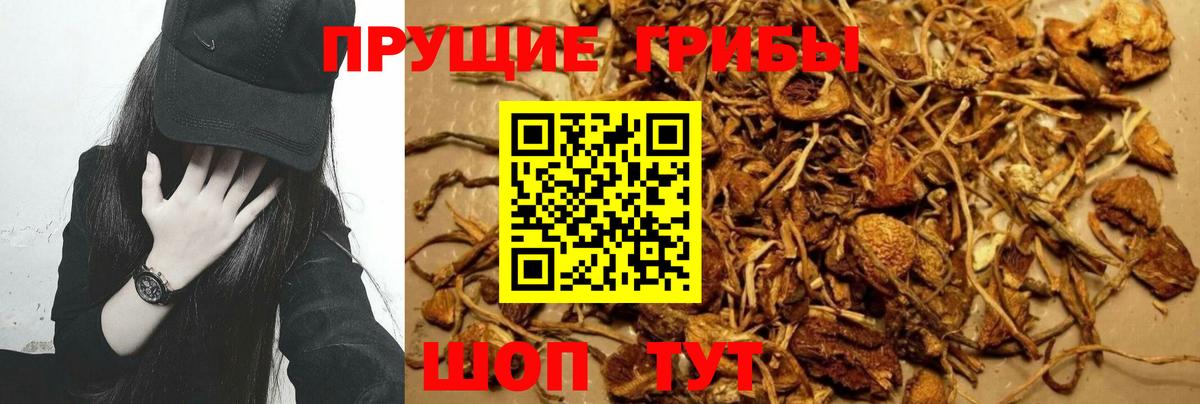 Тула  Псилоцибиновые грибы Psilocybe  Вход с VPN 